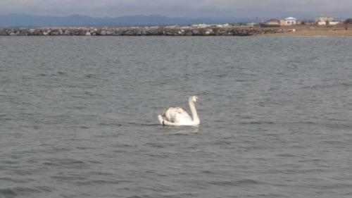fiumicino