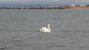 fiumicino