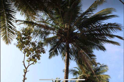 goa