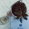 zante pantheon hotel