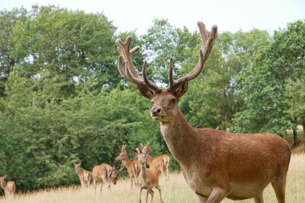 au domaine du cerf
