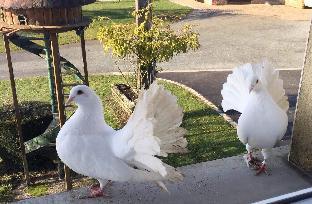 au domaine du cerf