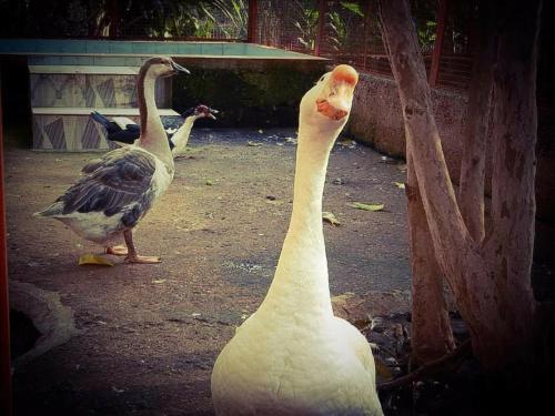 the forest villa resort