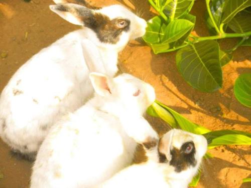 the forest villa resort