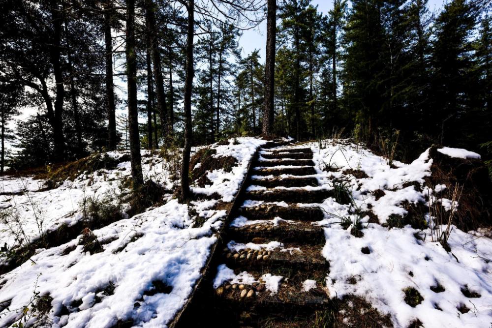 zostel homes mashobra shimla