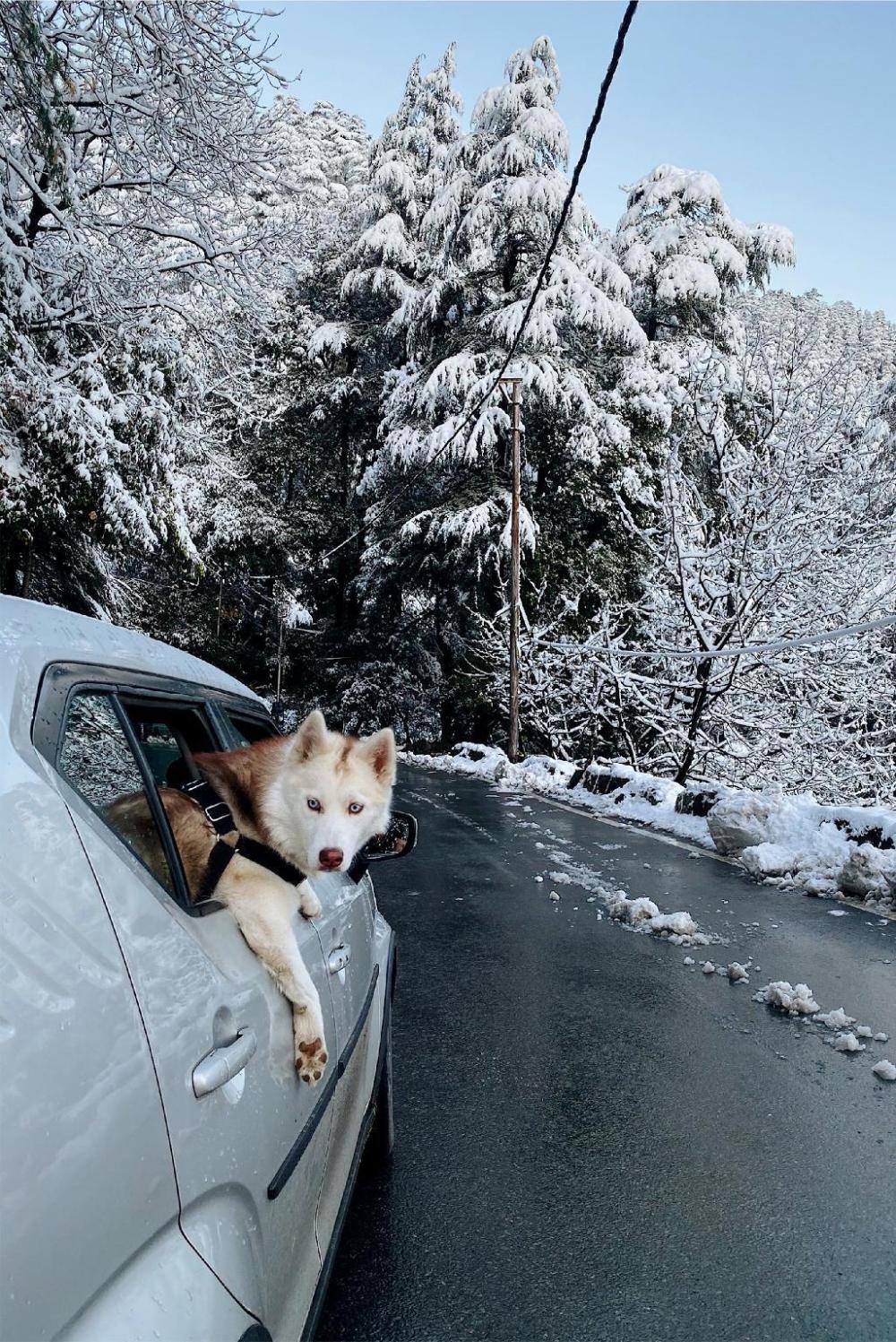 zostel homes mashobra shimla