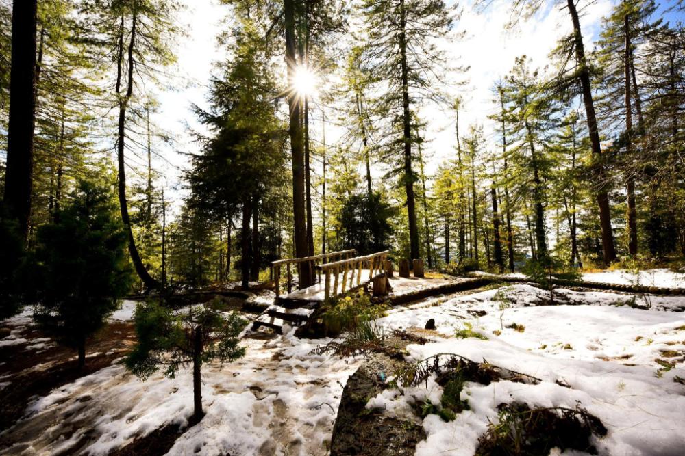 zostel homes mashobra shimla