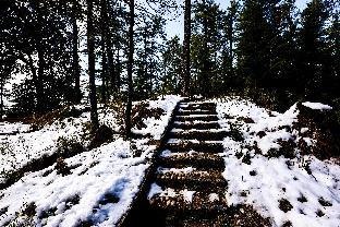 zostel homes mashobra shimla