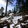 shimla