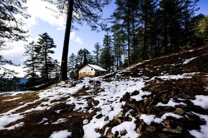 shimla