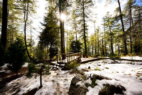 zostel homes mashobra shimla