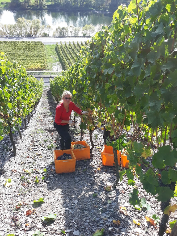 weingut and gastehaus kaufmann schneider