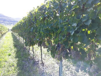 weingut and gastehaus kaufmann schneider