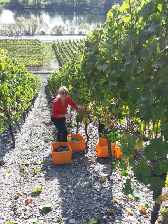 weingut and gastehaus kaufmann schneider