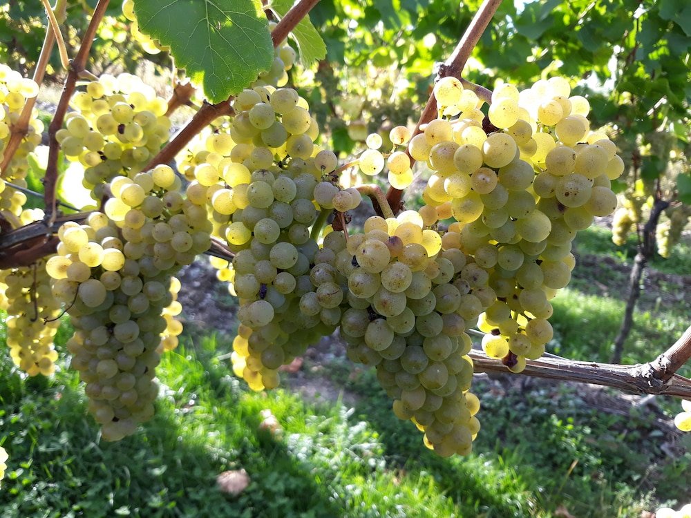 weingut and gastehaus kaufmann schneider