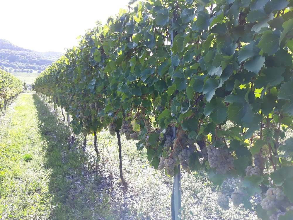 weingut and gastehaus kaufmann schneider