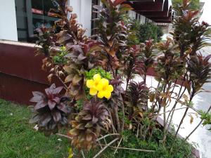 hotel vila rica belem