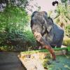 elephant lovers inn