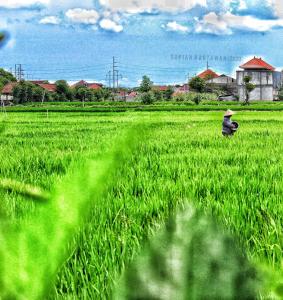 bali eco living dormitory