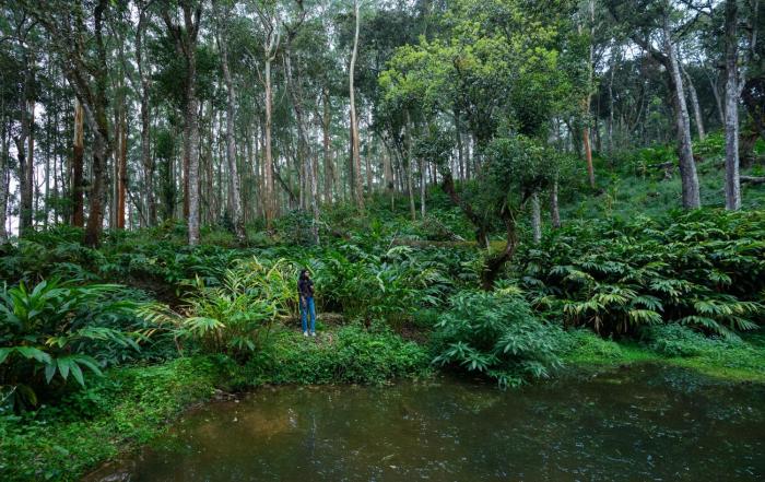 fort munnar