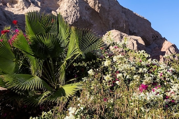 bedouin moon hotel