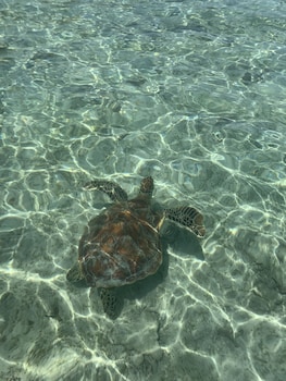 la cocoteraie ecolodge glamping