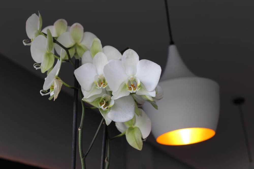 sant antoni de portmany