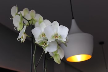 sant antoni de portmany