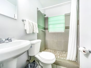 hollywood beach seagull