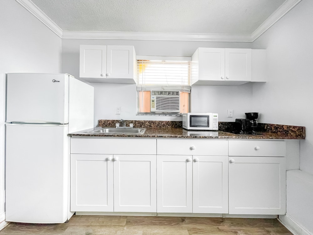 hollywood beach seagull