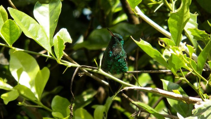 hotel campestre santa monica pance