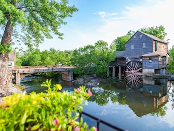 bear crossing by vtrips