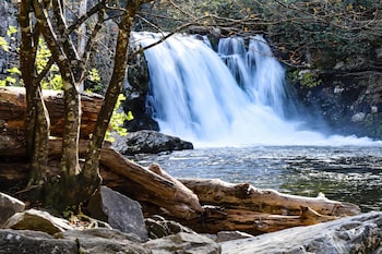 bear crossing by vtrips