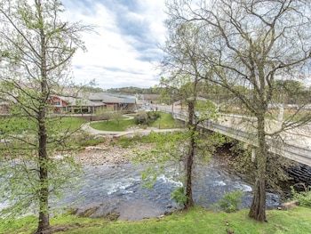 bear crossing by vtrips