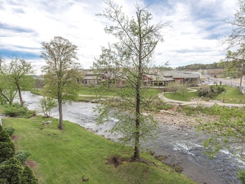 bear crossing by vtrips