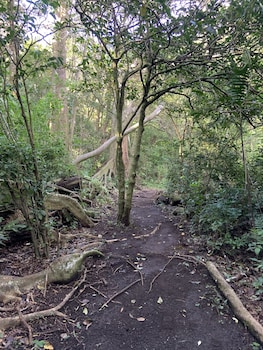 hotel de montana monteverde