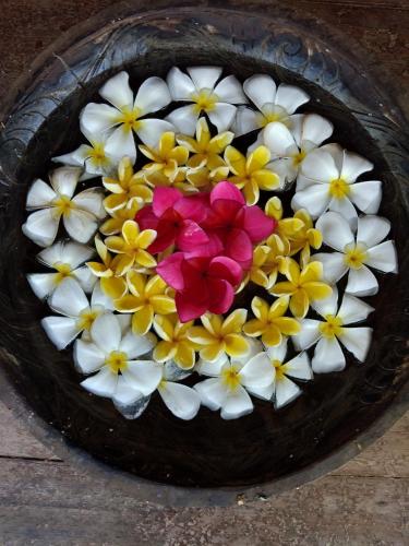 villa kalachuchi bandb