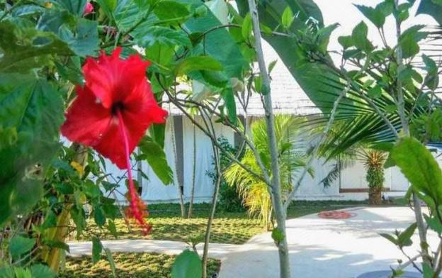 villa kalachuchi bandb