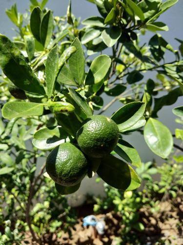 villa kalachuchi bandb