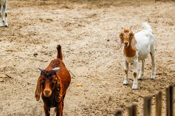 melia ho tram beach resort