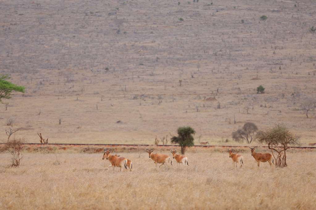 taita hills safari resort and spa