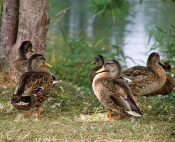 club wyndham tamarack