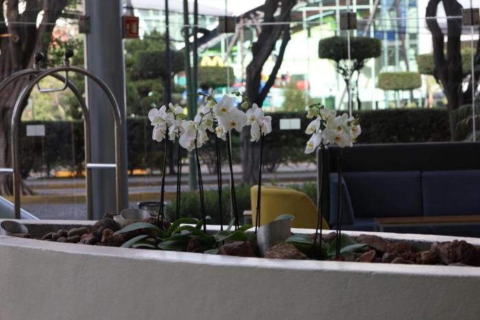 holiday inn express guadalajara expo an ihg hotel