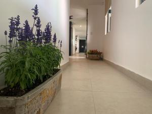 hotel escala puebla centro