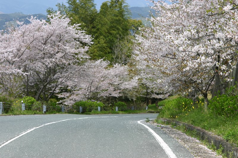 kutsuroginomori greenpia yame