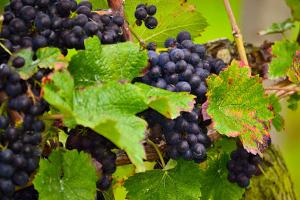 freiburg im breisgau