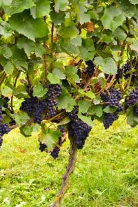 freiburg im breisgau