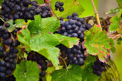 freiburg im breisgau