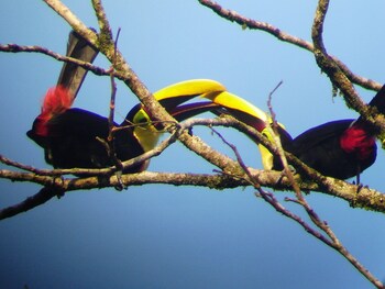 cabinas ecogarden arenal