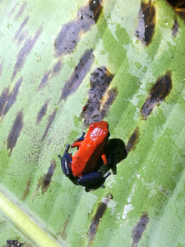 cabinas ecogarden arenal